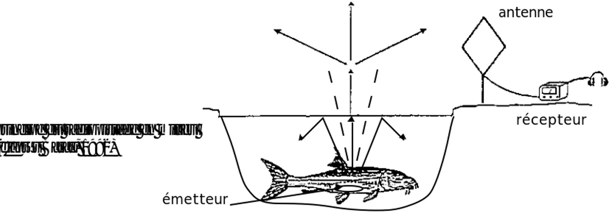 figure 1 : principe du radiopistage en milieu  aquatique (d'après Baras, 1992)