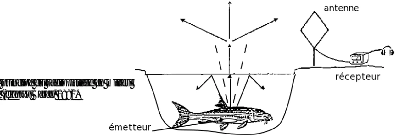 figure 2 : principe du radiopistage en milieu  aquatique (d'après Baras, 1992)