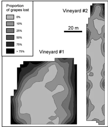 Fig. 4 Smoothed representation of the proportion of grapes consumed by the wild boar on each vine: A within vineyard #1 (see Fig
