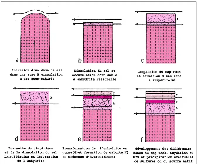 Fig 16 : Différents stades de formation d’un Cap rock et des concentrations minérales  associées