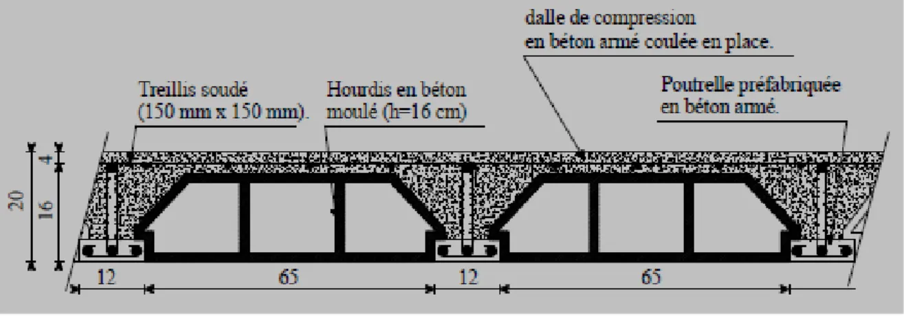 Fig II-2 : vue en coupe d’un plancher en corps creux (16+4) [cm]. 