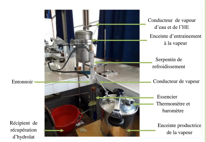 Figure 12: procédé d’extraction de l’HE  par entraînement à la vapeur d’eau saturée. 