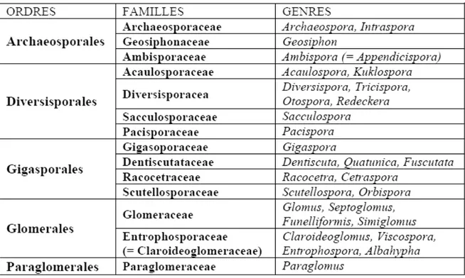 Tableau 2 : Classification des cinq genres des champignons CMA (Gavériaux, 2012). 