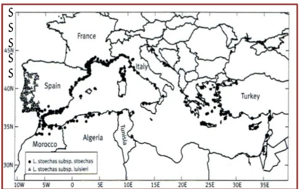 Figure 01 : Distribution géographique de L. stoechas (d’après Upson et Andrews, 2004) 