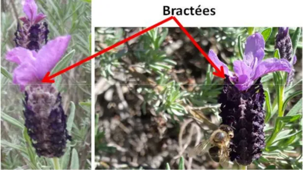 Figure 06 : Bractée de Lavandula stoechas (M’kira, 2016). 