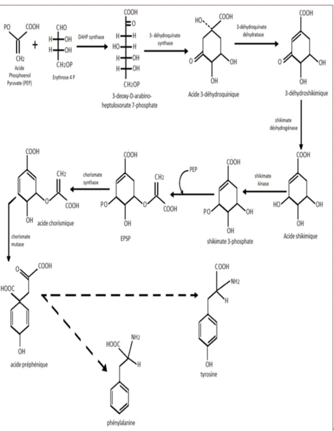 Figure 07: Voie de l’acide shikimique (Floss, 1997). 