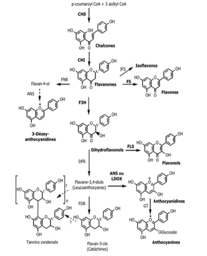 Figure 09 : Schéma de biosynthèse simplifiée des Flavonoïdes (Isorez., 2007). 