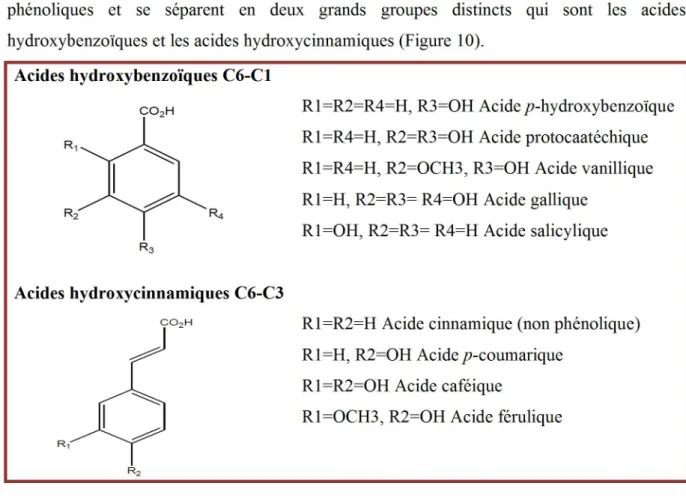 Figure 10 : Quelques exemples d’acide phénolique (Sarni-Manchado et Cheynier, 2006). 