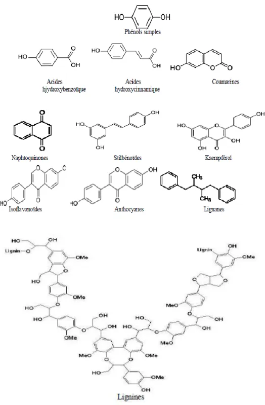 Figure 6 : Structures chimiques de principaux polyphénols (Scalbert et Williamson, 