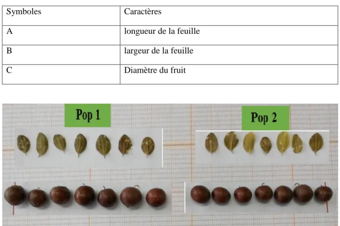 Tableau 6 : Caractères morphologiques étudiés  
