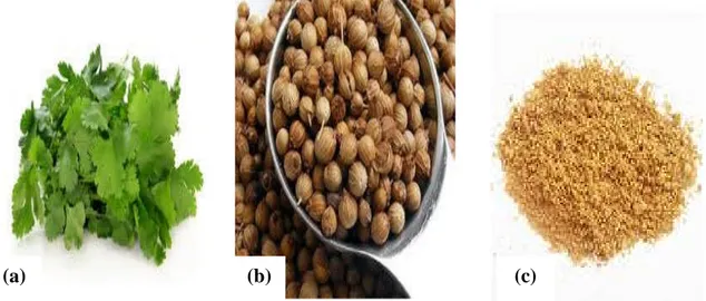 Fig. 07 : Différentes parties utilisées de la coriandre utilisées (Originale, 2016). a- feuilles fraiche, b- graines, c- épices.