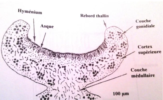 Figure 06: section d’une apothécie (ABBAYES, 1978). 