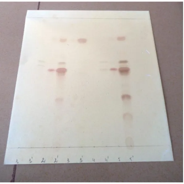 Figure 15 : résultats des plaques pulvérisées  par la solution alcoolique (Fe cl 3) 