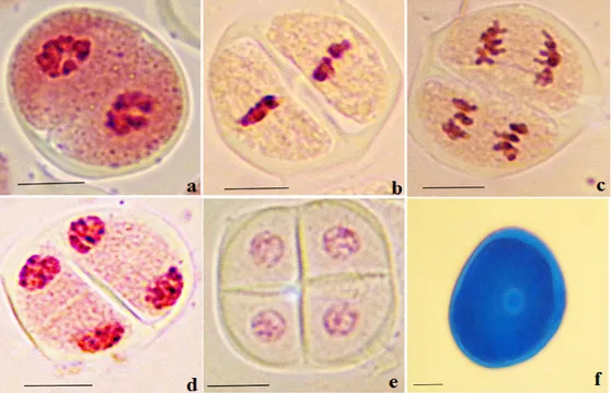 Fig. 3 : Aspects des différents stades de la division équationnelle des cellules mères de pollen  observés chez H