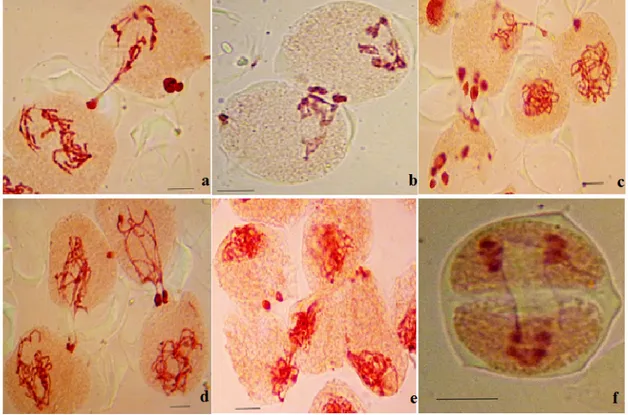 Fig. 8. Aspect des différents types de cytomixies entre les cellules mères de pollen chez H