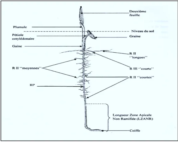 Figure 1 : Système racinaire du Palmier dattier, après 64 jours de germination (Jrad, 2012).