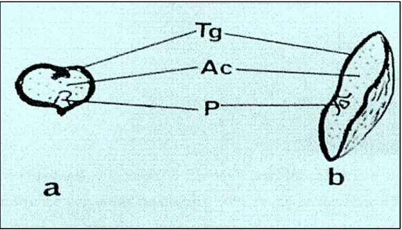 Figure 4 : Coupes transversale (a) et longitudinal