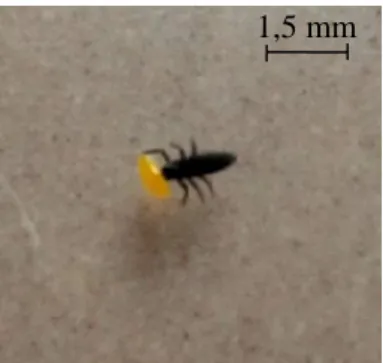 Figure 11. Larve L1 de Coccinella algerica consommant un œuf d’Hippodamia variegata  (Originale, 2017) 