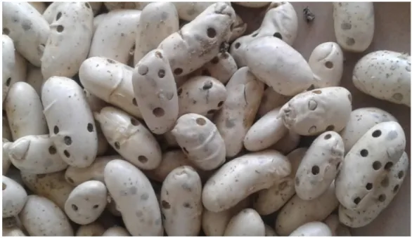 Figure 9 : Graines d’haricot endommagées par A. obtectus (Originale, 2017). 