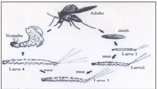 Figure 2 : Cycle de développement des phlébotomes (Niang et al., 2000).
