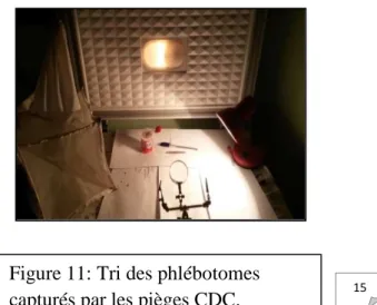 Figure 11: Tri des phlébotomes