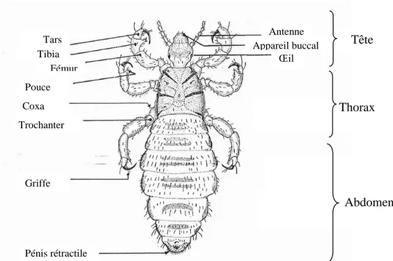Figure 4 - Morphologie du pou de tête; A: Pediculus humanus capitis (femelle a gauche male  a droite); B: Lente de Pediculus humanus capitis (Boutellis et al., 2017)