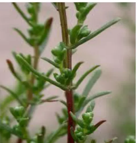 Figure 5 : Artemisia compestris (Anonyme 2013) Selon CARATINI (1971), la plante Artemisia compestris L