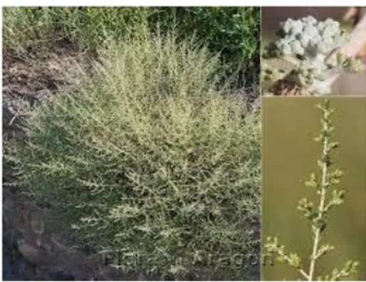 Figure 7 : Artemisia herba alba Asso (Akouba et Aouanouk, 2012)