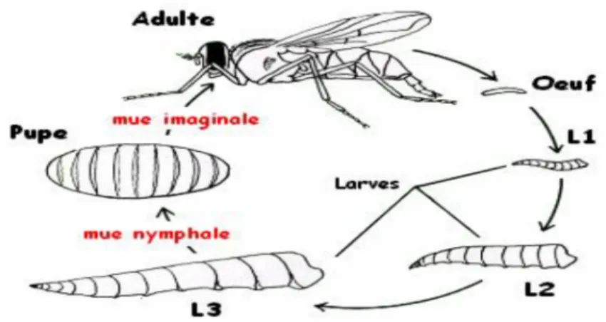 Figure 05 : Cycle de développement d’un diptère Calliphoridae (Charabidz, 2008).