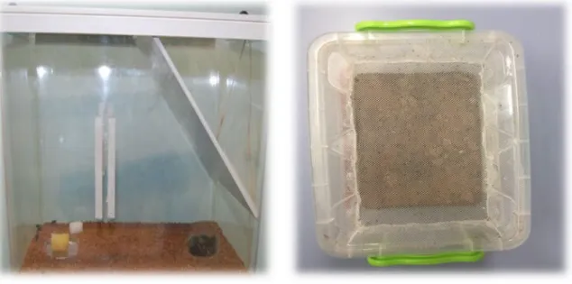 Figure 15 : La cage d’élevage des insectes (♂ et ♀ adultes) avec du sucre et de l’eau 