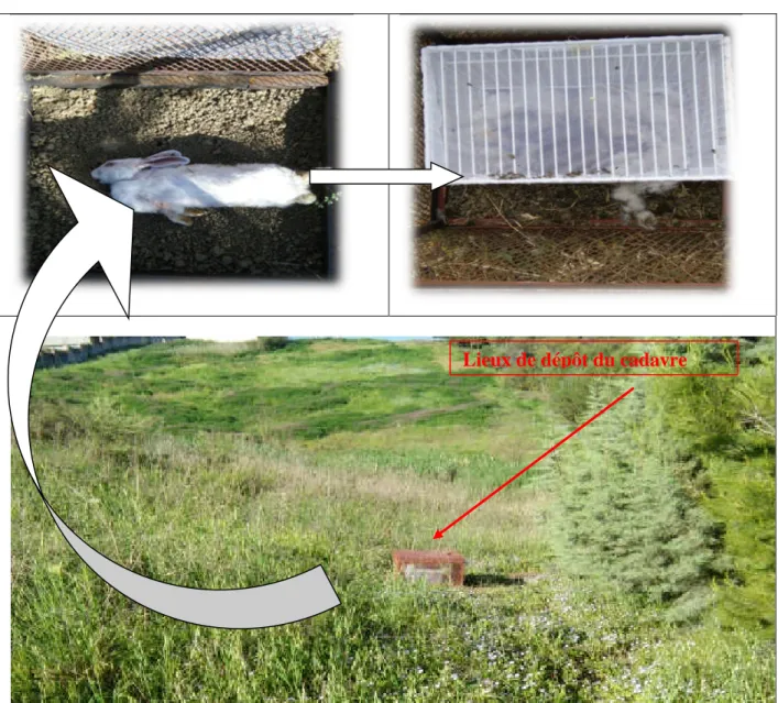 Figure 17 : Carcasse déposée sur le site expérimental (Originale, 2017). 3- Echantillonnage des larves et des pupes