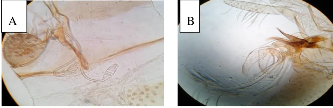 Figure  10.  A : Spermathèque    d’une  femelle  et  B :  Genitalia    d’un  mâle  S.  minuta parroti