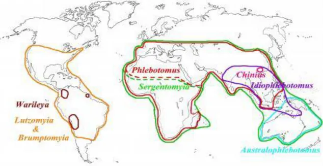 Figure 3 : Répartition géographique des principaux genres de phlébotomes dans le monde