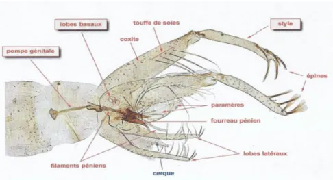 Figure 4 : Cycle biologique des phlébotomes   (Google image, 2016) 