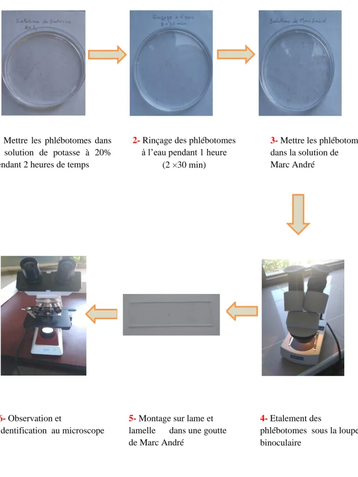 Figure 11 : Technique de préparation et montage des phlébotomes (Photos: Original, 2016) 1- Mettre  les  phlébotomes  dans    