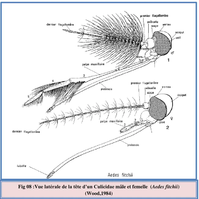 Fig 08 :Vue latérale de la tête d’un Culicidae mâle et femelle  (Aedes fitchii)  (Wood,1984) 