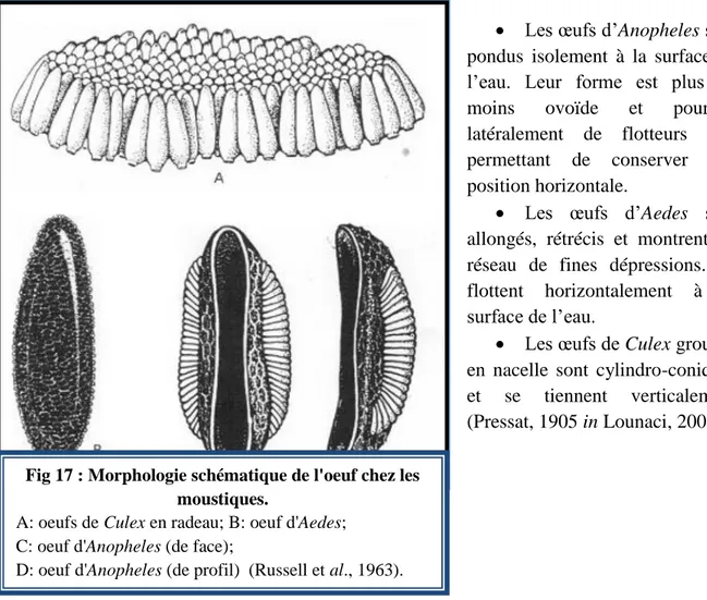 Fig 17 : Morphologie schématique de l'oeuf chez les  moustiques. 