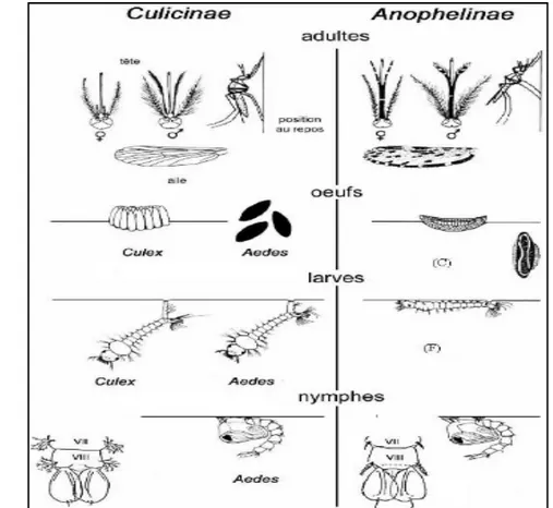 Figure 1 - Principales différences entre les familles Culicidae et Anophelinae                                      (LANE et CROSSKEY,1993)