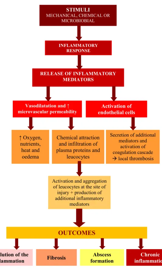 Figure 1.1: The inflammatory process 