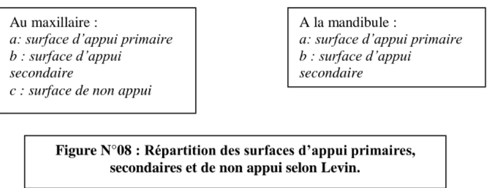 Figure N°08 : Répartition des surfaces d’appui primaires,  secondaires et de non appui selon Levin
