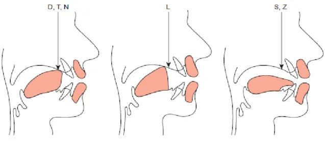 Fig. 5.2 : Position de la pointe de la langue pour l’articulation des D, T, N, L, S, Z