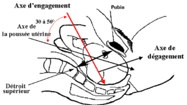 Fig. 1.- Axe d’engagement et des poussées utérines [6, 8] 