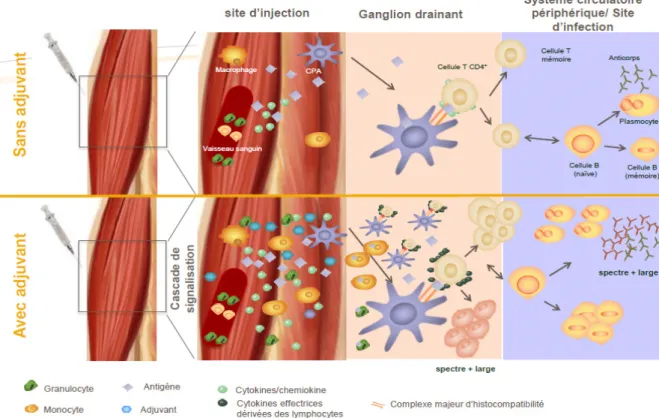 Fig. 4 – Adjuvants : general mode of action based on current evidence 1