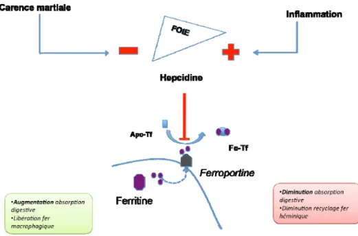 Figure 2.- Régulation du métabolisme du fer : rôle de l’hepcidine 