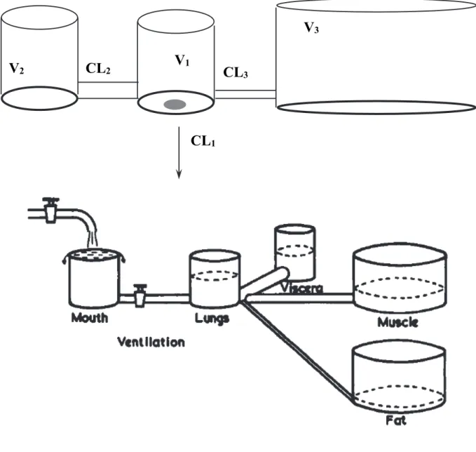 Figure 1.- Modèle pharmacocinétique à 3 compartiments, applicable aux agents  anesthésiques utilisés par voie iv (haut)