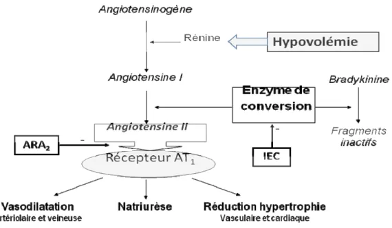 Figure 1.- Représentation schématique de l’effet des inhibiteurs de l’enzyme de conversion (IEC) et des  antagonistes des récepteurs AT 1  à l’angiotensine 2 (ARA 2 ) sur le système rénine-angiotensine