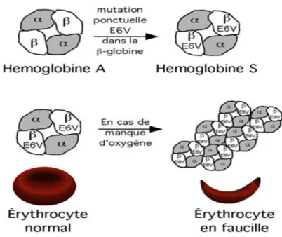 Fig. 1. Structure de  l’hémoglobine normale (à gauche) et S  (à droite).  Adaptée  d’après  Strickberger MW, Genetics (3ème edition) Prentice-Hall, Upple Saddle River, 1985