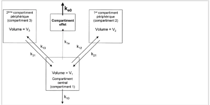 Figure 5. Évolution en fonction du temps des concentrations dans les différents  compartiments après injection d'un bolus intraveineux unique de 150 mg de propofol