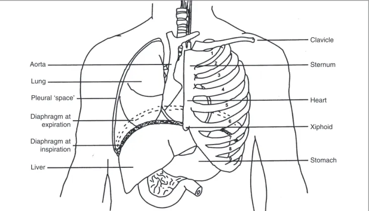 Fig 7-1 Change in position of diaphragm at inspiration/expiration.