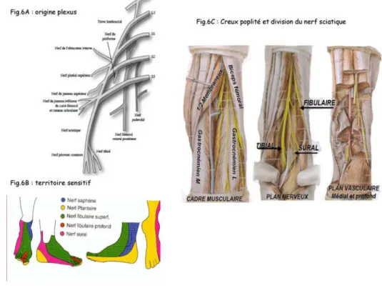 Figure 6.- Anatomie du nerf sciatique et branches de division (6A et C), territoires cutanés sensitifs au pied (6B) 